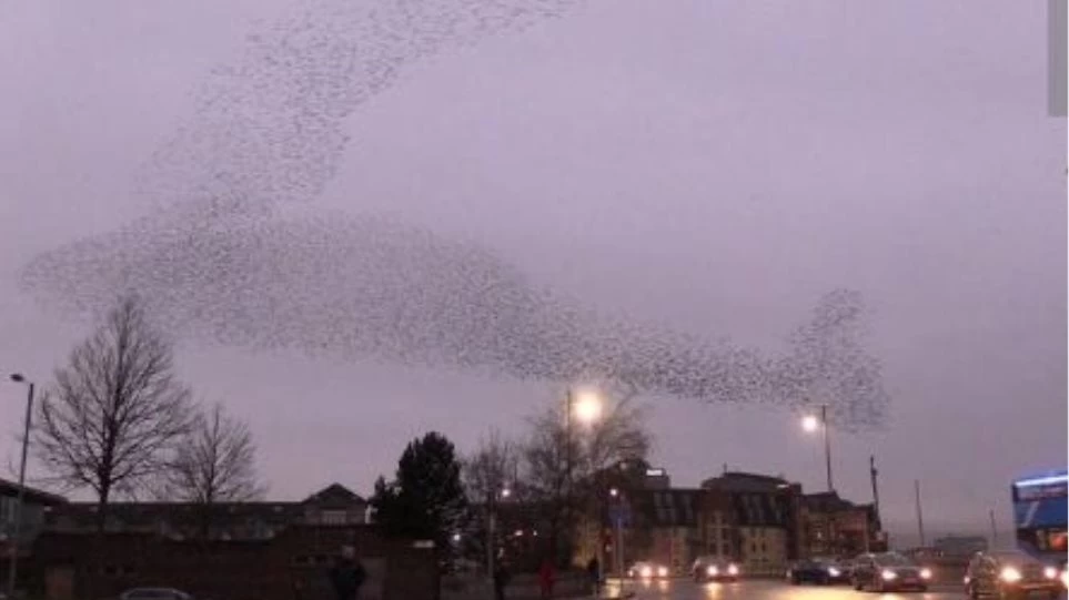 Εντυπωσιακό θέαμα: Σμήνος από ψαρόνια σχηματίζει μια πελώρια φάλαινα στον ουρανό (βίντεο)